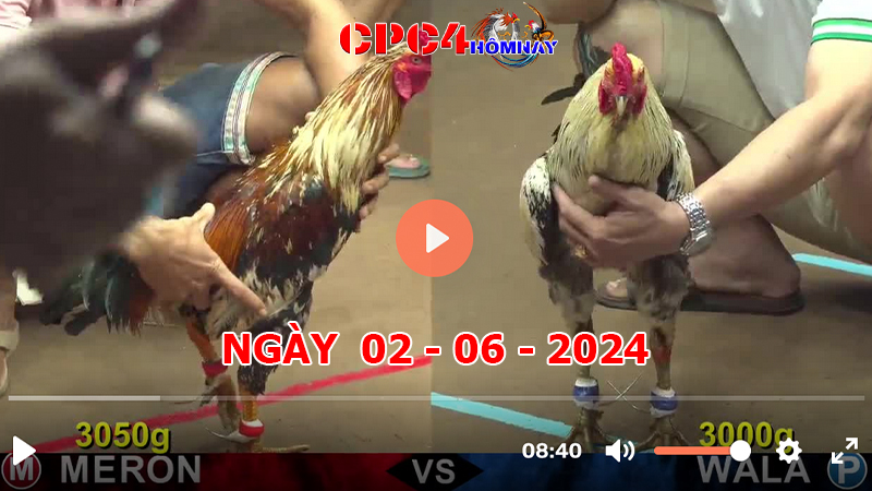 Đá gà CPC4 ngày 02-06-2024