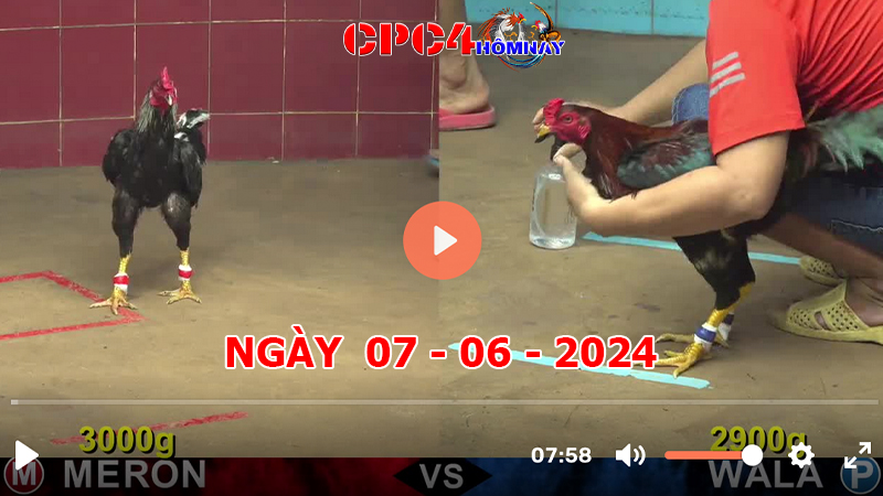 Đá gà CPC4 ngày 07-06-2024