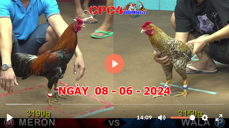 Đá gà CPC4 ngày 08-06-2024