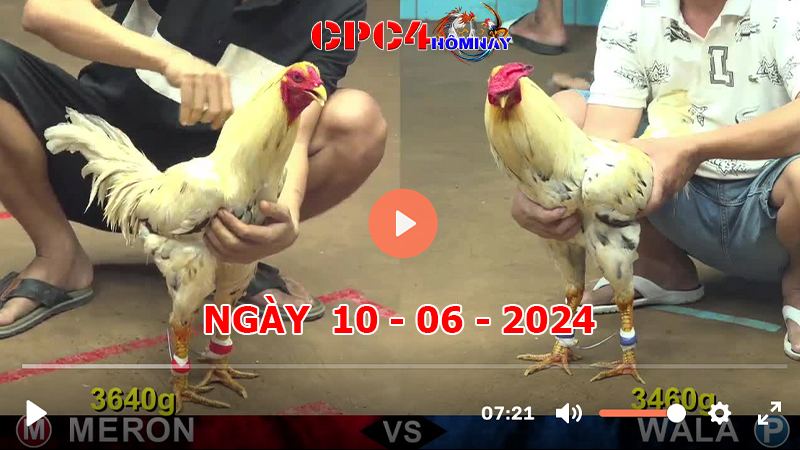 Đá gà CPC4 ngày 10-06-2024