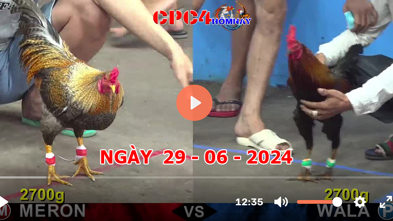 Đá gà CPC4 ngày 29-6-2024