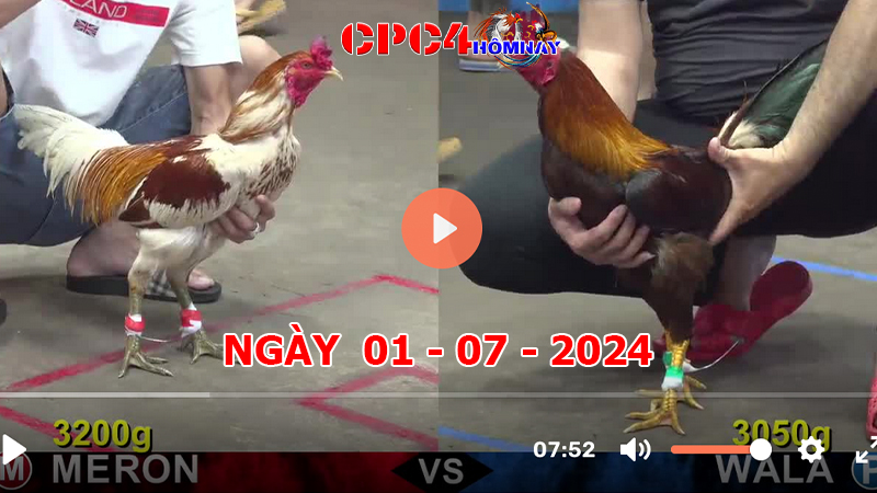 Đá gà CPC4 ngày 01-7-2024