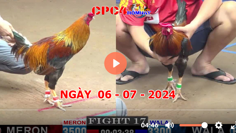 Đá gà CPC4 ngày 06-7-2024