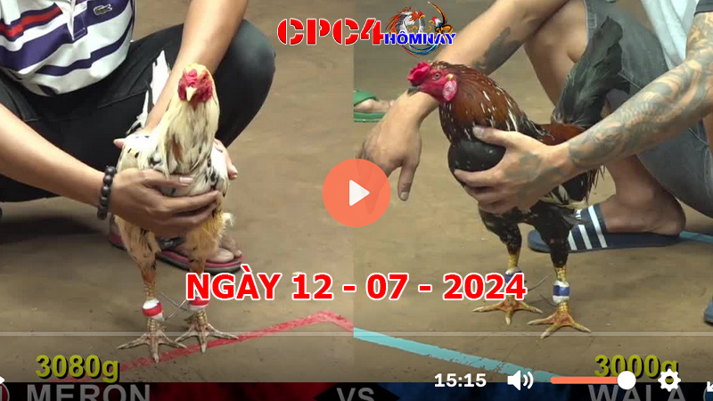 Đá gà CPC4 ngày 12-7-2024