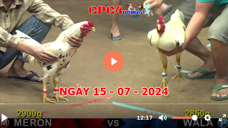 Đá gà CPC4 ngày 15-7-2024