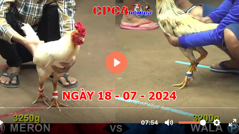 Đá gà CPC4 ngày 18-7-2024