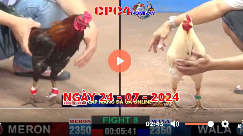 Đá gà CPC4 ngày 24-7-2024