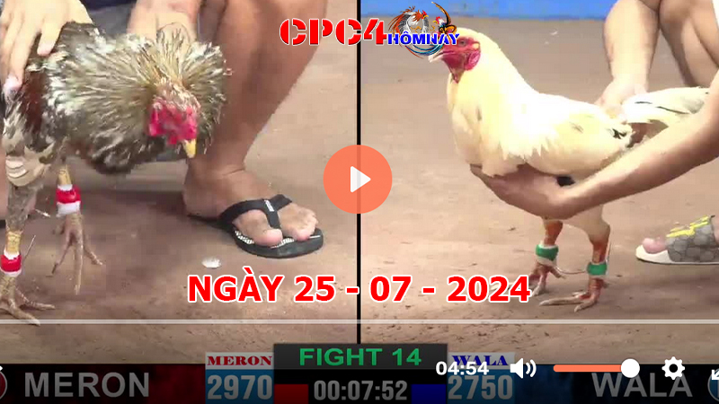 Đá gà CPC4 ngày 25-7-2024