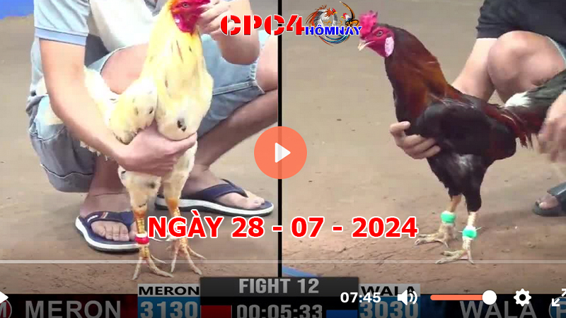 Đá gà CPC4 ngày 28-7-2024