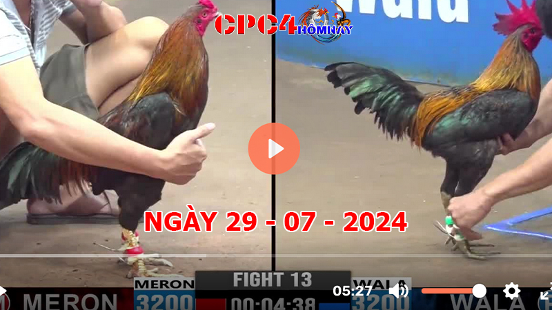 Đá gà CPC4 ngày 29-7-2024