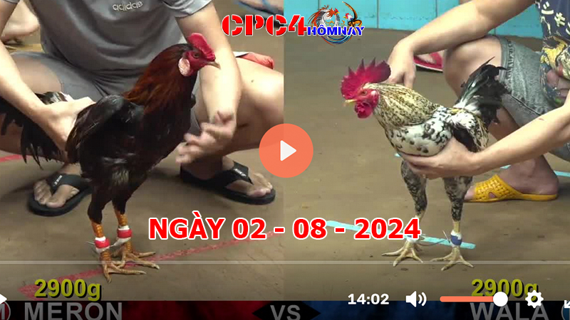 Đá gà CPC4 ngày 02-8-2024