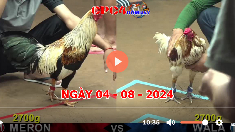 Đá gà CPC4 ngày 04-8-2024