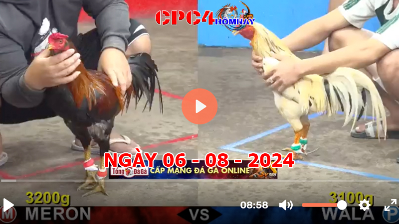 Đá gà CPC4 ngày 06-8-2024