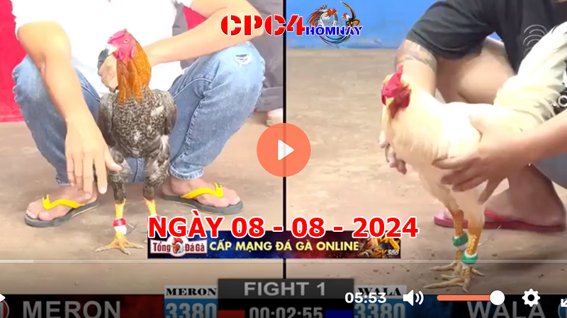 Đá gà CPC4 ngày 08-8-2024