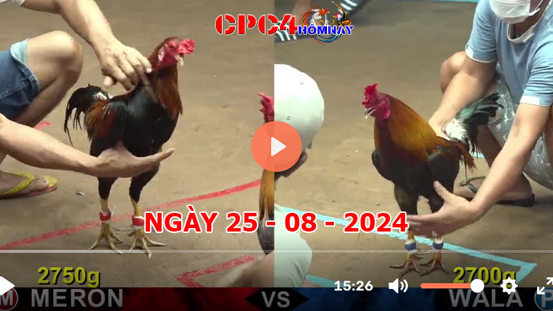 Đá gà CPC4 ngày 25-8-2024