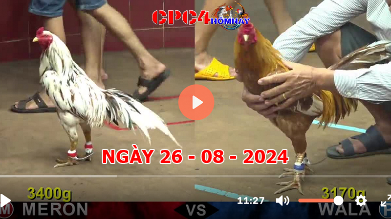 Đá gà CPC4 ngày 26-8-2024