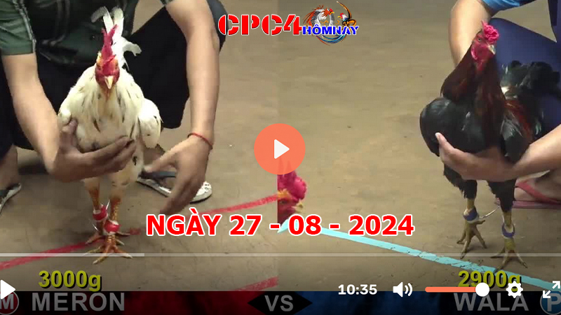 Đá gà CPC4 ngày 27-8-2024