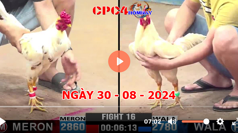 Đá gà CPC4 ngày 30-8-2024