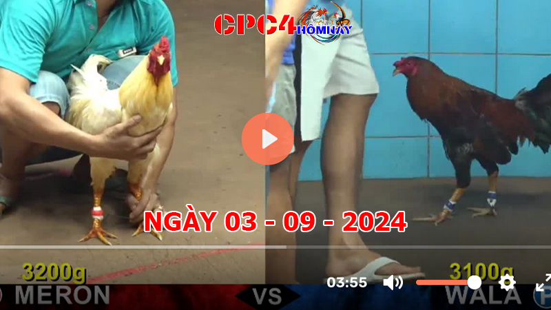 Đá gà CPC4 ngày 03-9-2024