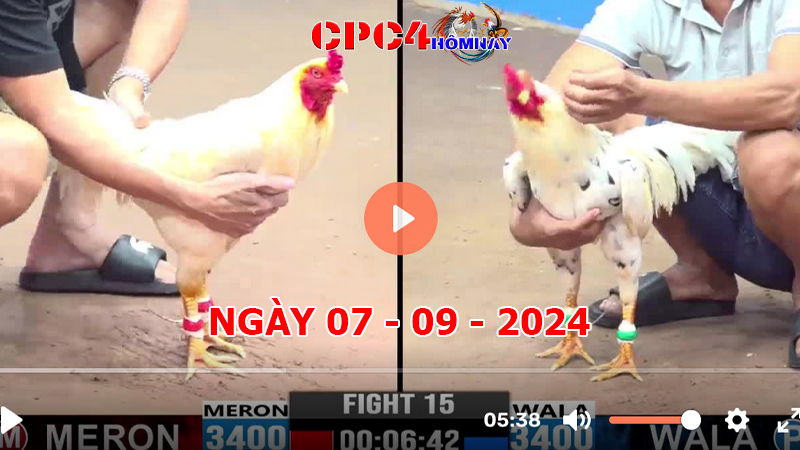 Đá gà CPC4 ngày 07-9-2024