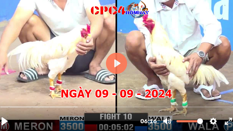 Đá gà CPC4 ngày 09-9-2024