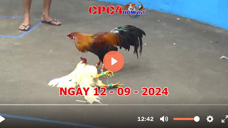 Đá gà CPC4 ngày 12-9-2024