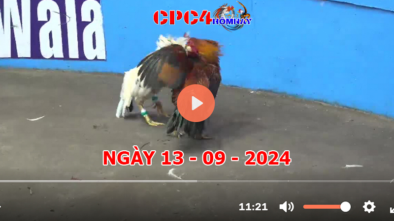 Đá gà CPC4 ngày 12-9-2024