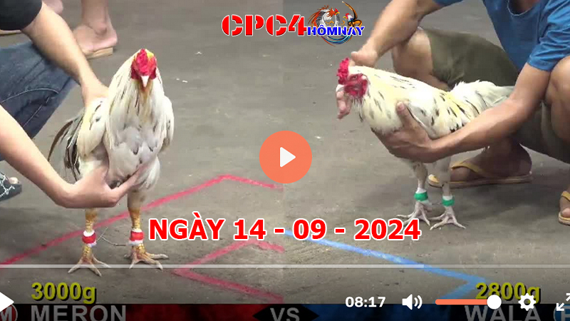 Đá gà CPC4 ngày 14-9-2024