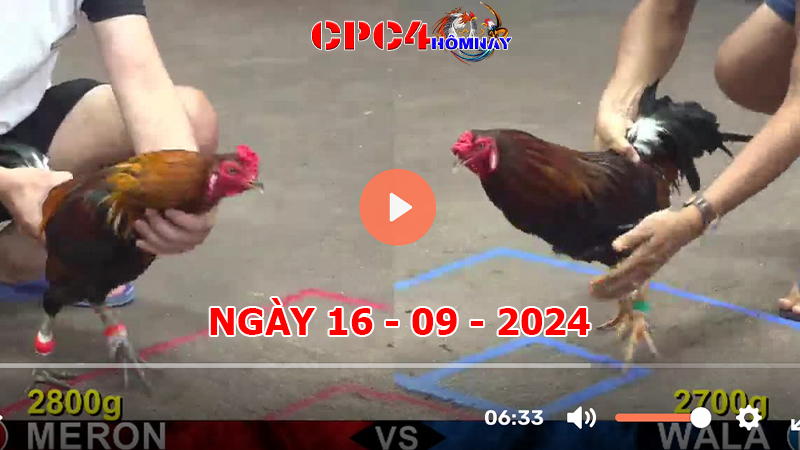 Đá gà CPC4 ngày 16-9-2024