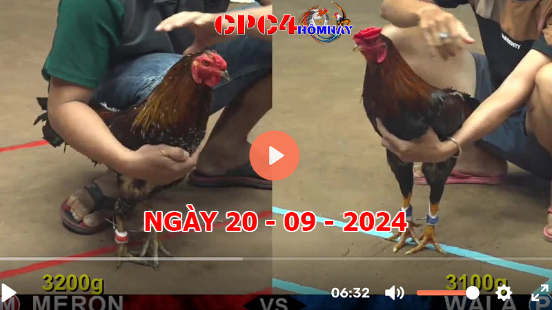 Đá gà CPC4 ngày 20-9-2024